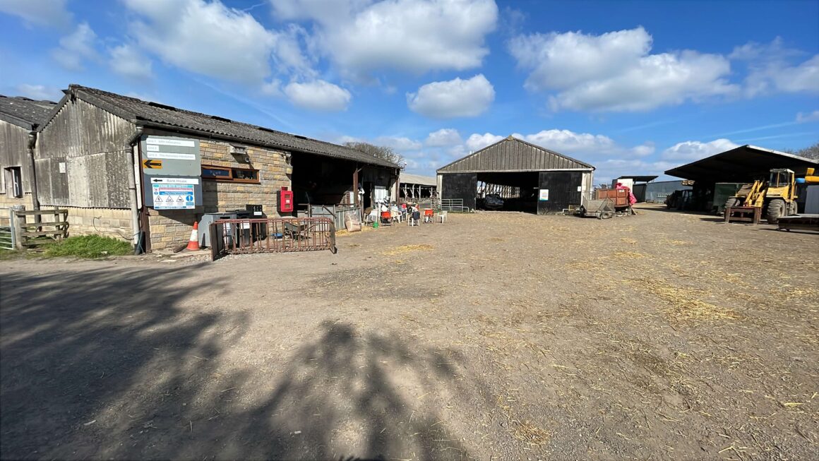 7EF704CF-4DCD-41F0-BD5B-B5A35AC81585 Inside lambing season: what I learned on placement