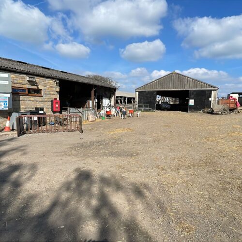7EF704CF-4DCD-41F0-BD5B-B5A35AC81585 Inside lambing season: what I learned on placement