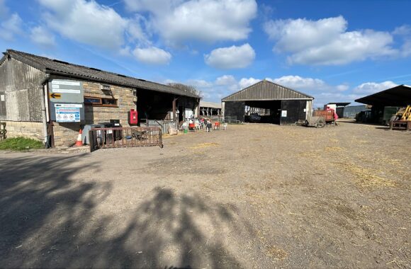 7EF704CF-4DCD-41F0-BD5B-B5A35AC81585 Inside lambing season: what I learned on placement