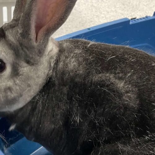 rabbit Observing Surgery at Solihull Vets4Pets: Rabbits, Airways and Behind Surgery