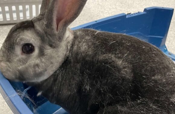 rabbit Observing Surgery at Solihull Vets4Pets: Rabbits, Airways and Behind Surgery