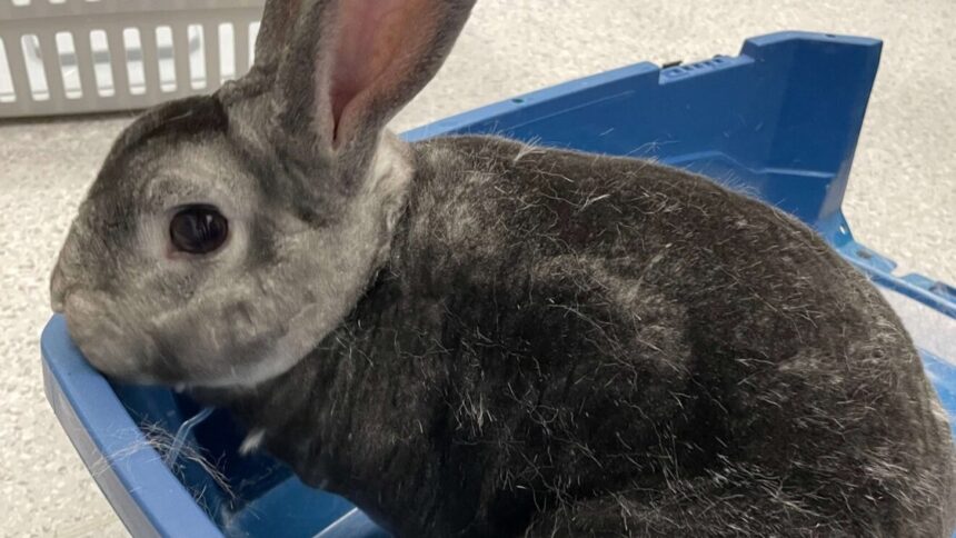 Observing Surgery at Solihull Vets4Pets: Rabbits, Airways and Behind Surgery